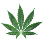 Hemp-Cannabis-CBD